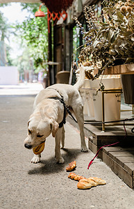 拉布拉多宠物犬狗狗萌宠动物摄影图配图