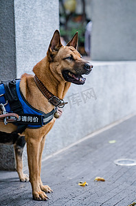 宠物犬德牧动物狗狗萌宠摄影图配图