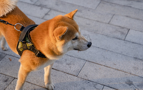 宠物狗狗柴犬可爱小狗摄影图配图