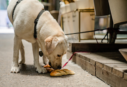 拉布拉多宠物犬狗狗动物萌宠摄影图配图