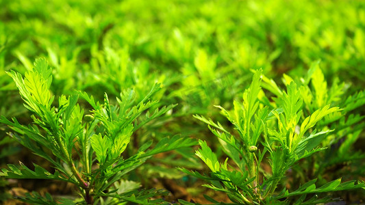 实拍阳光下花苞绿色植物小草