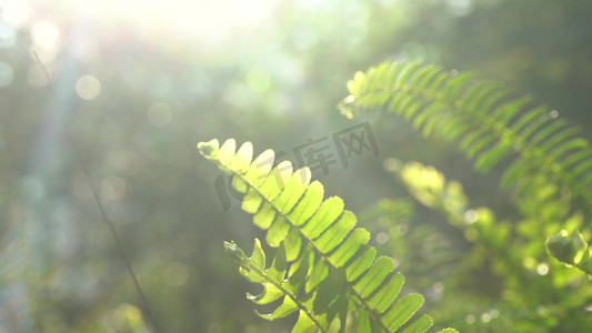 春天清新树叶摄影照片_实拍清新唯美阳光照射下绿色植物