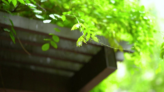 唯美绿植在屋檐意境