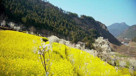 农村风景摄影照片_实拍春天农村油菜花樱花美景