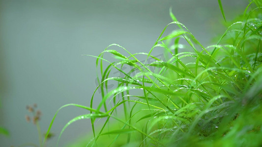 房地产意境摄影照片_唯美雨天雨后植物小草上的露珠风景意境