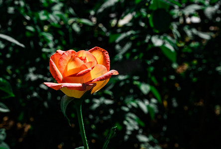 花卉鲜花玫瑰自然植物摄影图配图