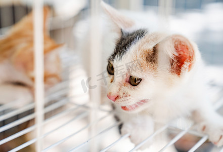 动物可爱猫咪摄影照片_小奶猫可爱动物猫咪宠物摄影图配图