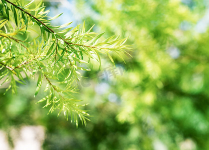 绿色清新夏季阳光植物摄影图配图