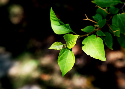 植物叶子夏季绿植阳光摄影图配图