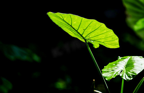 清新植物绿叶子摄影照片_夏季绿植叶子自然植物摄影图配图