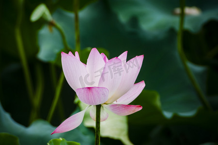 清新夏季荷花荷叶摄影照片_白天户外美丽荷花在夏季里绽开摄影图配图