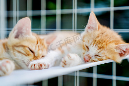 我和小猫睡觉摄影照片_猫咪小猫可爱睡觉动物摄影图配图