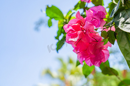 清新夏日花卉植物自然摄影图配图