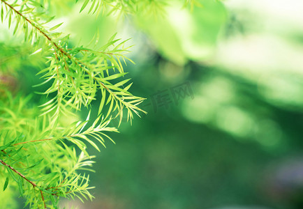 清新自然叶子摄影照片_绿色清新夏日植物自然摄影图配图