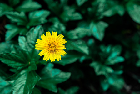 夏日清新花卉小黄花植物摄影图配图