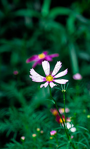 花卉清新植物自然绿植摄影图配图