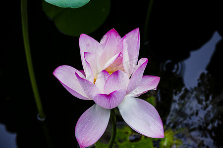 白天户外水芙蓉在夏季里绽开摄影图配图