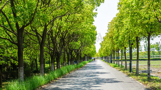 小路摄影照片_夏天自然夏季树林林荫大道绿树浓荫摄影图配图