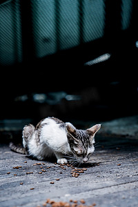 猫咪动物小猫猫粮领养摄影图配图