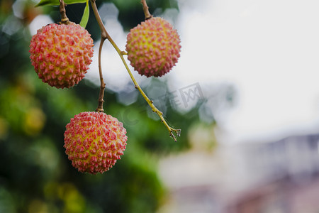 茱萸树枝摄影照片_白天户外新鲜荔枝在树枝上生长成熟摄影图配图