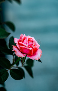 花卉清新玫瑰鲜花植物摄影图配图
