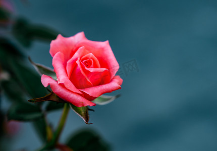 月季摄影照片_夏日植物花卉鲜花玫瑰摄影图配图