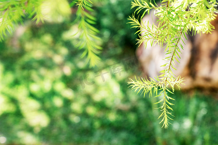 绿色夏日清新绿植植物摄影图配图