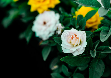 小王子与玫瑰园摄影照片_夏日花卉鲜花植物玫瑰摄影图配图