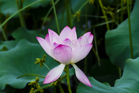 白天户外水芙蓉在夏天里绽放摄影图配图