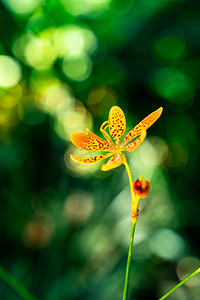 植物清新自然花卉绿植摄影图配图