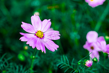 清新植物花卉摄影照片_夏日清新植物花卉自然摄影图配图