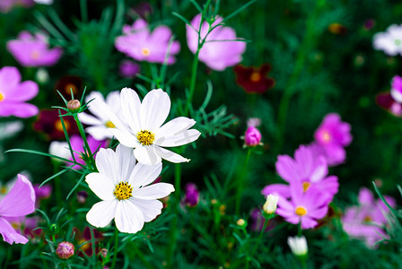 植物身份证摄影照片_清新夏日植物花卉鲜花摄影图配图