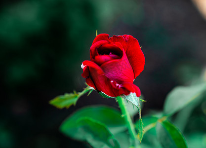 玫瑰摄影照片_夏日鲜艳红玫瑰花卉鲜花摄影图配图