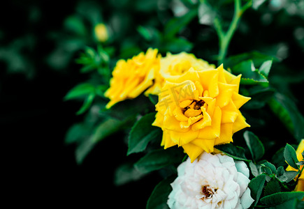 月季摄影照片_鲜花植物夏日月季花卉摄影图配图