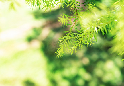 绿色清新自然植物夏季摄影图配图