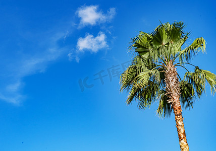 夏天椰子树摄影照片_夏日蓝天白云树木椰子树摄影图配图
