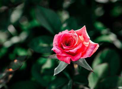 玫瑰鲜花植物花卉自然摄影图配图