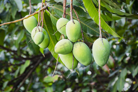 芒果摄影照片_白天户外芒果在树枝上生长摄影图配图