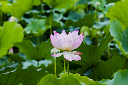 白天户外藕花在夏天盛开摄影图配图