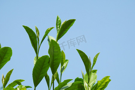 黄梅时节摄影照片_茶树茶叶春天茶室外茶园摄影图摄影图配图