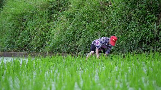 稻田里种水稻芒种播种全景农业