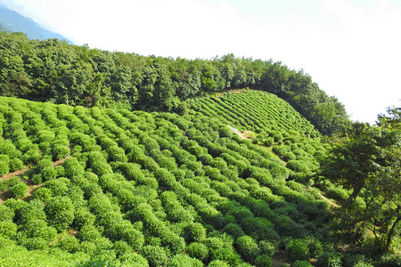 绿色茶山摄影照片_杭州西湖春天茶山梅家坞摄影国图摄影图配图