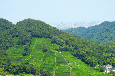 茶园图摄影照片_杭州春季茶园茶树龙井村摄影图摄影图配图