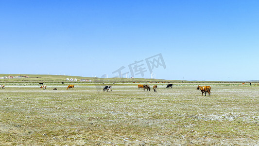 草原放牧上午植被夏季素材摄影图配图