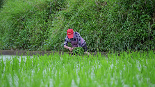 种水稻摄影照片_稻田里种水稻芒种播种全景农业