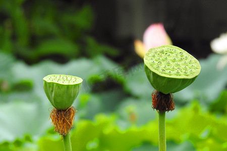 手绘杭州摄影照片_杭州西湖夏天立夏夏至莲藕莲蓬荷花池摄影图摄影图配图