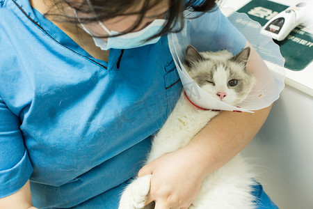 贪吃的小猫咪摄影照片_宠物医院动物主人猫咪医生摄影图配图