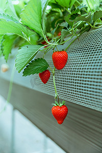 草莓采摘白天草莓特写草莓园静物摄影图配图