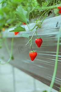 草莓采摘白天草莓特写草莓园无摄影图配图