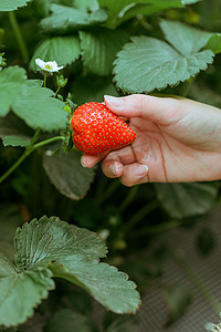 文艺摄影照片_夏天水果白天摘草莓的手采摘园摘草莓摄影图配图